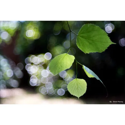 TTArtisan-100mm-F2-8-bubble-bokeh-Leica-M_3.jpg