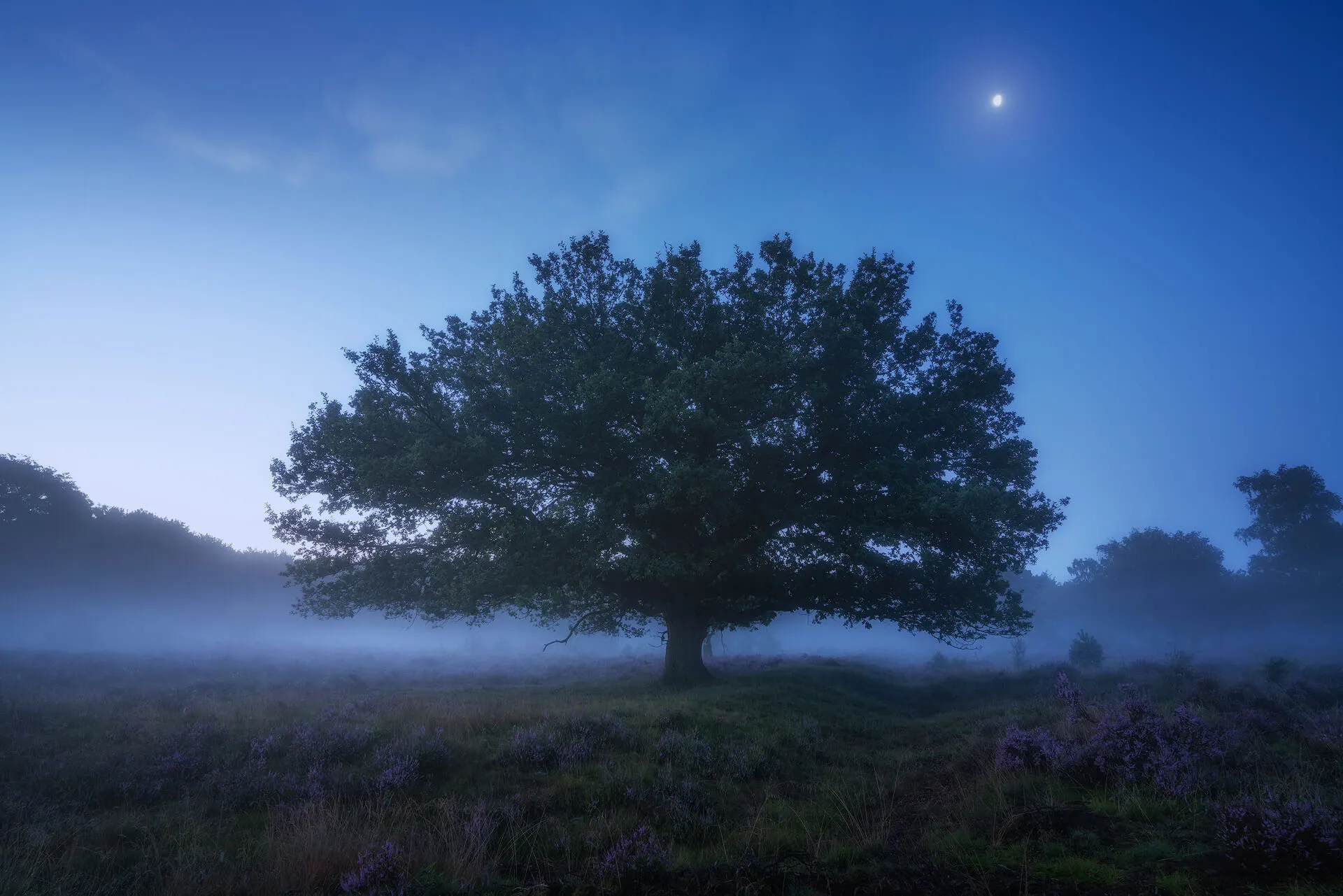 Sony_NL3_SEL1635GM_AlbertDros.jpg