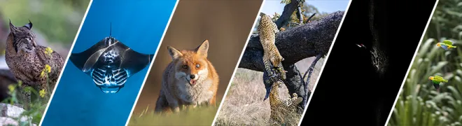 ke_dierendag_paginaheader_880x240.webp